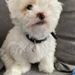 Bichon Malteze Adorable Puppy