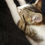 Beautiful White/Tabby Female Kitten