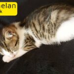 Beautiful Tabby Female Kitten