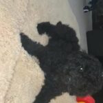Toy Poodle Boy