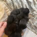 kittens for sale
