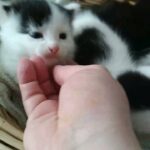 Lovely kittens