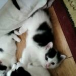 4 little one