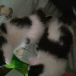 4 little kittens