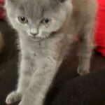 British shorthair kittens in London