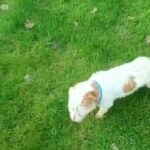 lakeland terrier
