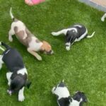 spaniel x puppies