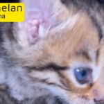 1 kitten left to reserve £700 Brixham