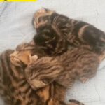 Bengal X Silver British Shorthair kittens- 2 left in Devon