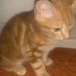 kitten