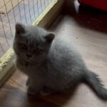 Bsh kittens for sale with gccf