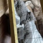 GCCF BSH kittens for sale