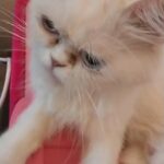 female persian cat