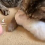 Pure Pedigree British Shorthair Kitten