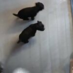 patterdale boys,micro chipped,