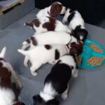 English singer spaniel puppies