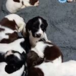 excellent springer spaniels,chipped,wormed