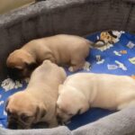 Pugaliers