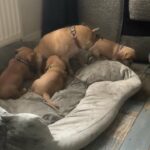 Pugaliers