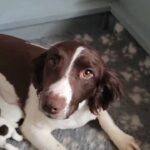sprocker spaniels