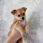 LAST puppy ready in 2 weeks