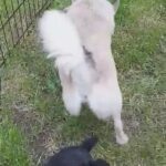 pomchi pups ready 17th September