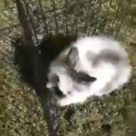 4 month old rabbit ready to leave now