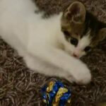 beautiful white and tabby girl