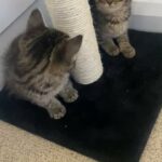 Our beautiful kittens need a new home