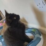 neutered male kitten Savannah x Bengal