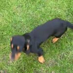 Little lily
