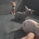 3 lovely sphynx kittens for sale