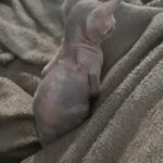 2 sphynx kittens available