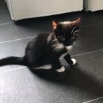 cute kittens for sale