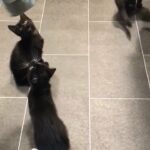 dinner time for these cuties