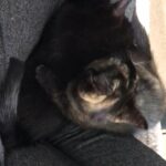 2 cute kitty’s having a play fight