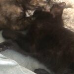 cleaning her sister