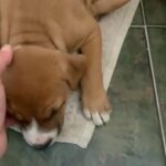 mastiff/ red nose bully mix