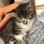 lovely kitten is looking for a new home!