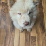 chow chow puppies