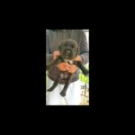 CANE CORSO x DDB PUPPIES