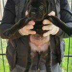 Cane Corso x Ddb Puppies