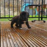 CANE CORSO x DDB