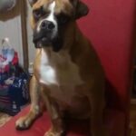 pocket american bully. last price drop
