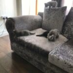 Ragdoll kittens
