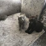 Ragdoll kittens