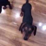 Dachshund mini puppies(takel)