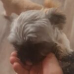 Shih tzu puppies