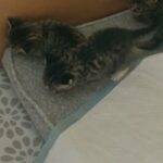 beautiful chunky kittens 2 girls left