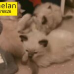 ¾ ragdoll ¼ Siamese kittens